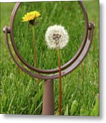 In The Eye Of The Beholder - Dandelion Seed Puff With Flower Reflected In Mirror Metal Print