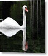 In The Shadows Of The Lake Metal Print