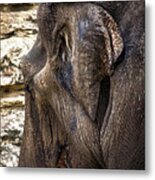 Indian Elephant Metal Print