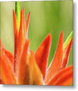 Indian Paintbrush Metal Print