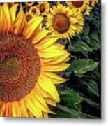 Iphonography Sunflower 3 Metal Print