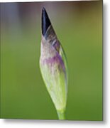 Iris Bud Purple To Black Metal Print