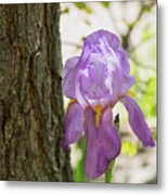 Iris Metal Print