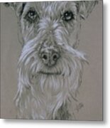 Irish Terrier Portrait In Graphite Metal Print