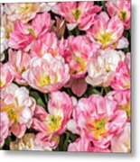 Irresistible Peach Blossom Tulips Metal Print