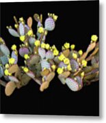 Isolated Prickly Pear Cactus Metal Print