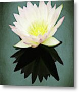 Isolated Water Lily Metal Print