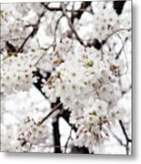 Japan Rising Sun Collection - White Cherry Blossoms I I Metal Print