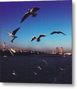 Japan, Tokyo Bay, Rainbow Bridge, Seagulls Flying Metal Print
