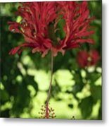 Japanese Lantern Hibisucs Metal Print