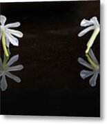 Jasmine Flower Reflection Metal Print