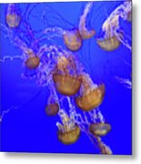 Jelly Fish Swarm Metal Print