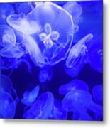 Jellyfish In The Water Metal Print