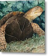 Jimmy's Turtle Metal Print