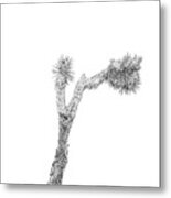 Joshua Tree Black And White Metal Print