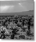 Joshua Tree Cholla Cactus Garden Joshua Tree Ca Sunrays Black And White Metal Print