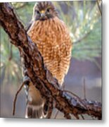 Judging Hawk Metal Print