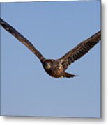 Juvenile Bald Eagle Focused In Flight Metal Print