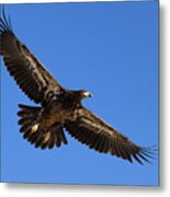 Juvenile Bald Eagle With Its Wings Wide Metal Print
