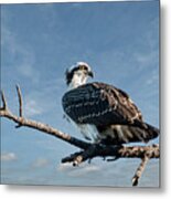 Juvenile Osprey Perched In A Tree Metal Print
