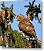 Juvenile Red-tailed Hawk Perched  Among The Pine Cones Metal Print