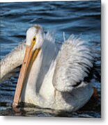 Juvenile White Pelican 2020-1 Metal Print