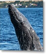 Juvenlie Humpback Breaching Metal Print