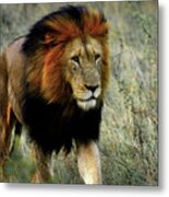 Kalahari King Metal Print