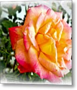 Kellys Double Delight Rose Metal Print