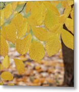 Kentucky Yellowwood Foliage In The Fall Metal Print