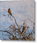 Kestrel And Northern Flicker In Tree Metal Print