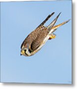 Kestrel Bombing Off A Wire Metal Print