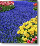 Keukenhof Gardens Tulips And Hyacinth River Metal Print