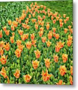 Keukenhof Tulips Metal Print