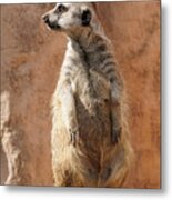 Meerkat On Guard Duty Metal Print