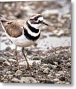 Killdeer Metal Print