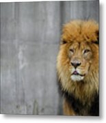 King Of The Cats Metal Print