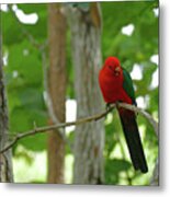 King Of The Parrots Metal Print
