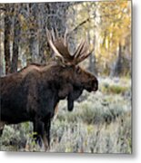 King Of The Tetons Metal Print