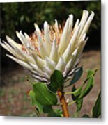 King Protea White -  Protea Cynaroides 3 Metal Print