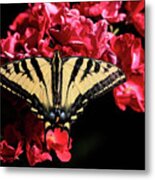 Knockout Metal Print