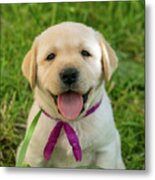 Labrador Puppy In Green Grass Metal Print
