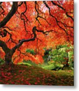 Laceleaf Maple In Autumn At Portland Japanese Garden Metal Print