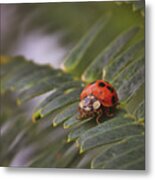 Lady In The Jungle Metal Print