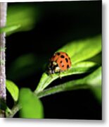 Ladybug - Nature Photography Metal Print