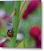 Ladybug On A Rose Stem Metal Print