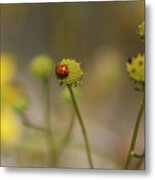 Ladybug On Lemon Yellow Wildflowers Coachella Valley Wildlife Preserve Metal Print