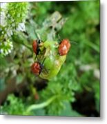 Ladybugs Feeding Metal Print
