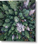 Lake Tahoe Tree Tops Metal Print