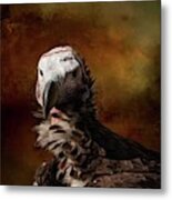 Lappet-faced Vulture-2 Metal Print